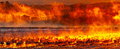 USA, New Mexico, Bosque Del Apache National Wildlife Refuge. Panoramaaufnahme von Vögeln im Wasser bei Sonnenaufgang.