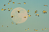 USA, New Mexico, Bosque Del Apache National Wildlife Refuge. Snow geese in flight past full moon.