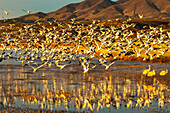 USA, New Mexico, Bosque Del Apache National Wildlife Refuge. Snow geese taking flight from water.