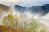 Aufsteigender Nebel aus einem Teppich blühender Bäume im Frühling, Great Smoky Mountains National Park, North Carolina
