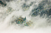 Mist rising from tapestry of blooming trees in spring, Great Smoky Mountains National Park, North Carolina