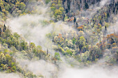 Mist rising from tapestry of blooming trees in spring, Great Smoky Mountains National Park, North Carolina