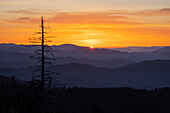 Einzelner Baum als Silhouette bei Sonnenaufgang, Clingmans Dome-Gebiet, Great Smoky Mountains National Park, North Carolina