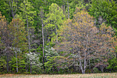 Wald in früher Frühlingsblüte, historisches Cataloochee Valley, Great Smoky Mountains National Park, North Carolina