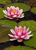 Pink and white hybrid water lily, North Carolina