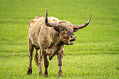USA, Oklahoma, Wichita Mountains National Wildlife Refuge. Longhorn bull bellowing.