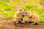 USA, Oklahoma, Wichita Mountains National Wildlife Refuge. Baby prairie dogs greeting.