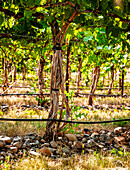 USA, Oregon, Milton-Freewater. Showing the stones characteristic of the Rocks AVA is the Funk Vineyard with the special trellis system known as the Geneva Double Curtain. (Editorial Use Only)