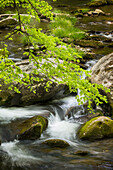 Über Felsen stürzender Bergbach, Great Smoky Mountains National Park, Tennessee