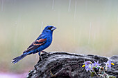 Männlicher blauer Kernbeißer im Regen, Rio Grande Valley, Texas