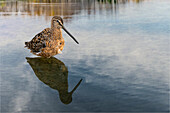 Short-billed dowitcher, South Padre Island, Texas