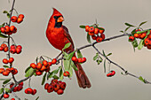 Male Northern Cardinal, Rio Grande Valley, Texas