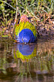 Male painted bunting bathing, Rio Grande Valley, Texas