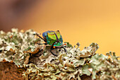 USA, Texas, Hidalgo County. Rainbow scarab beetle close-up.