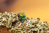 USA, Texas, Bezirk Hidalgo. Regenbogen-Skarabäus-Käfer in Nahaufnahme.