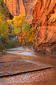 Coyote Gulch, Glen Canyon National Recreation Area, Utah.