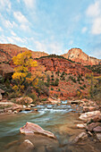 Herbstfärbung entlang des Virgin River, Zion National Park, Utah.