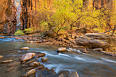 Herbstfarben im Zion Canyon The Narrows, Zion National Park, Utah.