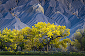 USA, Utah. Yellow cottonwood tree and gray mountain in autumn.
