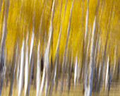 USA, Utah, Capital Reef National Park. Abstract of aspen trees in autumn.
