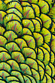 USA, Utah. Peacock feathers detail.