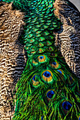 USA, Utah. Peacock feathers detail.