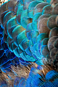 USA, Utah. Peacock feathers detail.