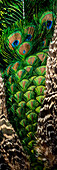 USA, Utah. Peacock feathers detail.