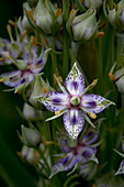 Green gentian wildflower in Utah.