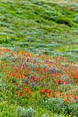 Eine Reihe von Wildblumen bedecken einen Hang im Fish Lake National Forest.