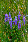 Common lupine wildflowers in Fish Lake National Forest.