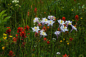 Akelei und andere Wildblumen im Fish Lake National Forest.