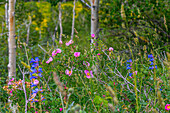 Assorted wildflowers in Manti-LaSalle National Forest.