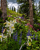 Assorted wildflowers in Manti-LaSalle National Forest.