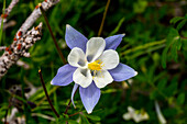 Wilde Akelei-Blüten im Fish Lake National Forest.