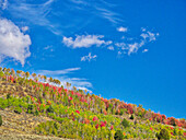 USA, Utah, Logan Pass. Colorful autumn in Provo Pass