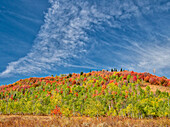 USA, Utah, Logan Canyon. Colorful aspens in autumn