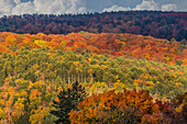 USA, Vermont, Peacham. Autumn forest landscape.