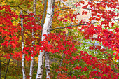 USA, Vermont. Birch and maple trees in autumn color.