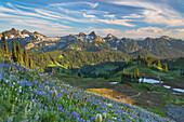 Tatoosh Range with a mixture of Broadleaf Lupines and Western Anemones in the foreground. Mount Rainier National Park, Washington State