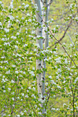 Serviceberry-Blüten und Espen, Okanogan National Forest, North Cascades, Washington State