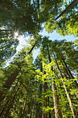 Ohanapecosh, old-growth forest, Mount Rainier National Park