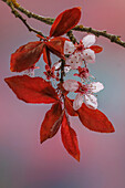 USA, Washington State, Seabeck. Flowering plum tree in spring.