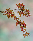 USA, Washington State, Seabeck. Crabapple branches in spring.