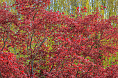 USA, Bundesstaat Washington, Seabeck. Ahornbaum mit rotem Laub.