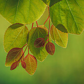 USA, Bundesstaat Washington, Seabeck. Nahaufnahme von Katsura-Baumblättern im Frühling.