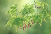 USA, Bundesstaat Washington, Seabeck. Blätter des japanischen Ahorns im Frühjahr.