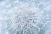 USA, Washington State, Seabeck. Dandelion seedhead close-up.