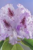 USA, Washington State, Seabeck. Rhododendron blossoms close-up.
