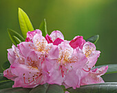USA, Washington State, Seabeck. Pacific Rhododendron flowers close-up.